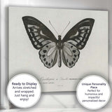 Monochrome Butterfly Natural History Engraving Style Illustration Canvas Wall Art Print Decor Picture Ready to Hang