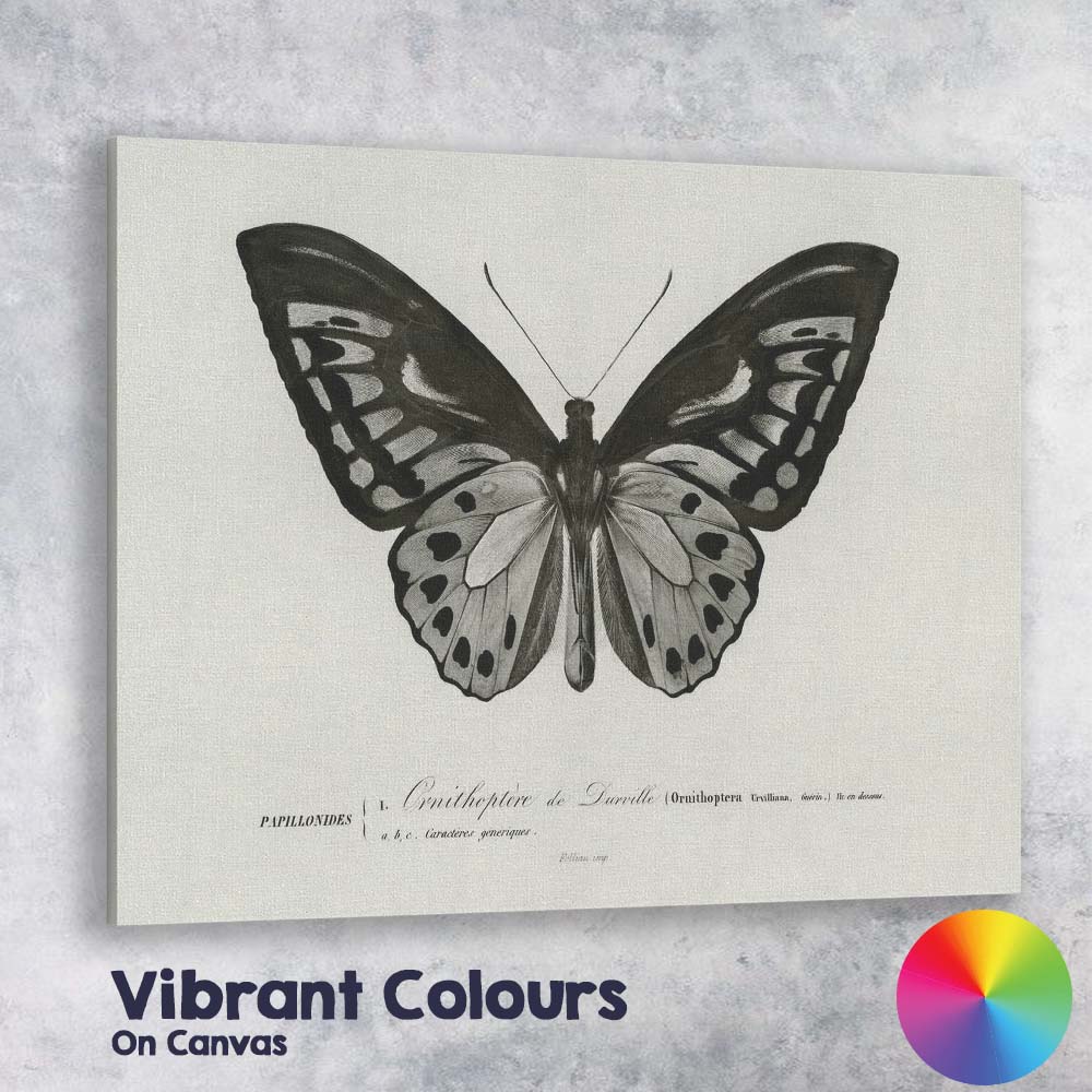 Monochrome Butterfly Natural History Engraving Style Illustration Canvas Wall Art Print Decor Picture Ready to Hang