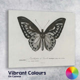 Monochrome Butterfly Natural History Engraving Style Illustration Canvas Wall Art Print Decor Picture Ready to Hang