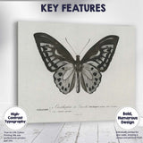 Monochrome Butterfly Natural History Engraving Style Illustration Canvas Wall Art Print Decor Picture Ready to Hang