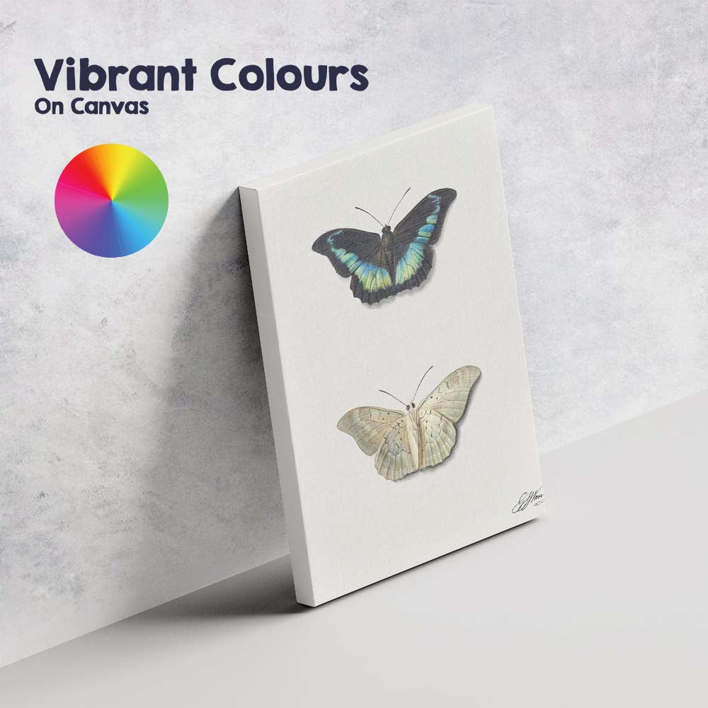 Elegant Blue and Cream Butterfly Specimen Watercolour Illustration Canvas Wall Art Print Decor Picture Ready to Hang