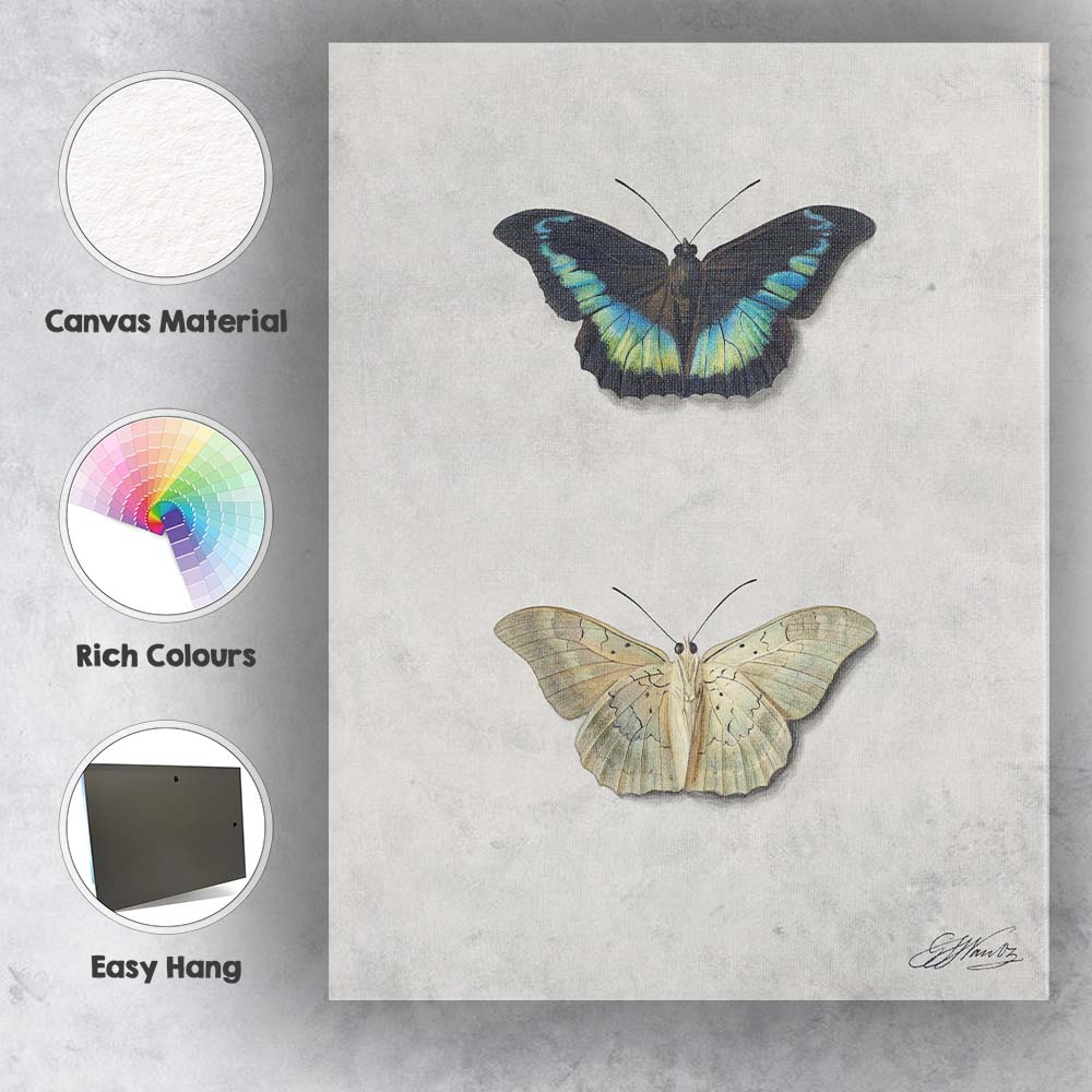 Elegant Blue and Cream Butterfly Specimen Watercolour Illustration Canvas Wall Art Print Decor Picture Ready to Hang