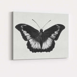 Black and White Tropical Butterfly Natural History Drawing Canvas Wall Art Print Decor Picture Ready to Hang