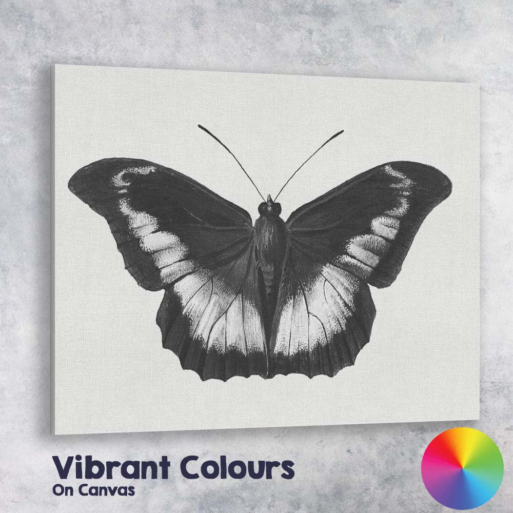 Black and White Tropical Butterfly Natural History Drawing Canvas Wall Art Print Decor Picture Ready to Hang