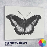 Black and White Tropical Butterfly Natural History Drawing Canvas Wall Art Print Decor Picture Ready to Hang