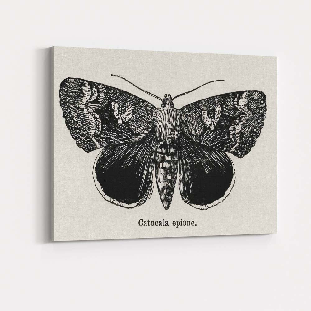 Antique Black and White Catocala Moth Engraving Illustration Canvas Wall Art Print Decor Picture Ready to Hang