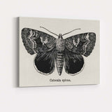 Antique Black and White Catocala Moth Engraving Illustration Canvas Wall Art Print Decor Picture Ready to Hang