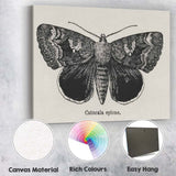 Antique Black and White Catocala Moth Engraving Illustration Canvas Wall Art Print Decor Picture Ready to Hang