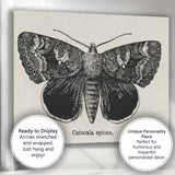 Antique Black and White Catocala Moth Engraving Illustration Canvas Wall Art Print Decor Picture Ready to Hang