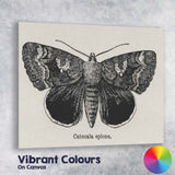 Antique Black and White Catocala Moth Engraving Illustration Canvas Wall Art Print Decor Picture Ready to Hang