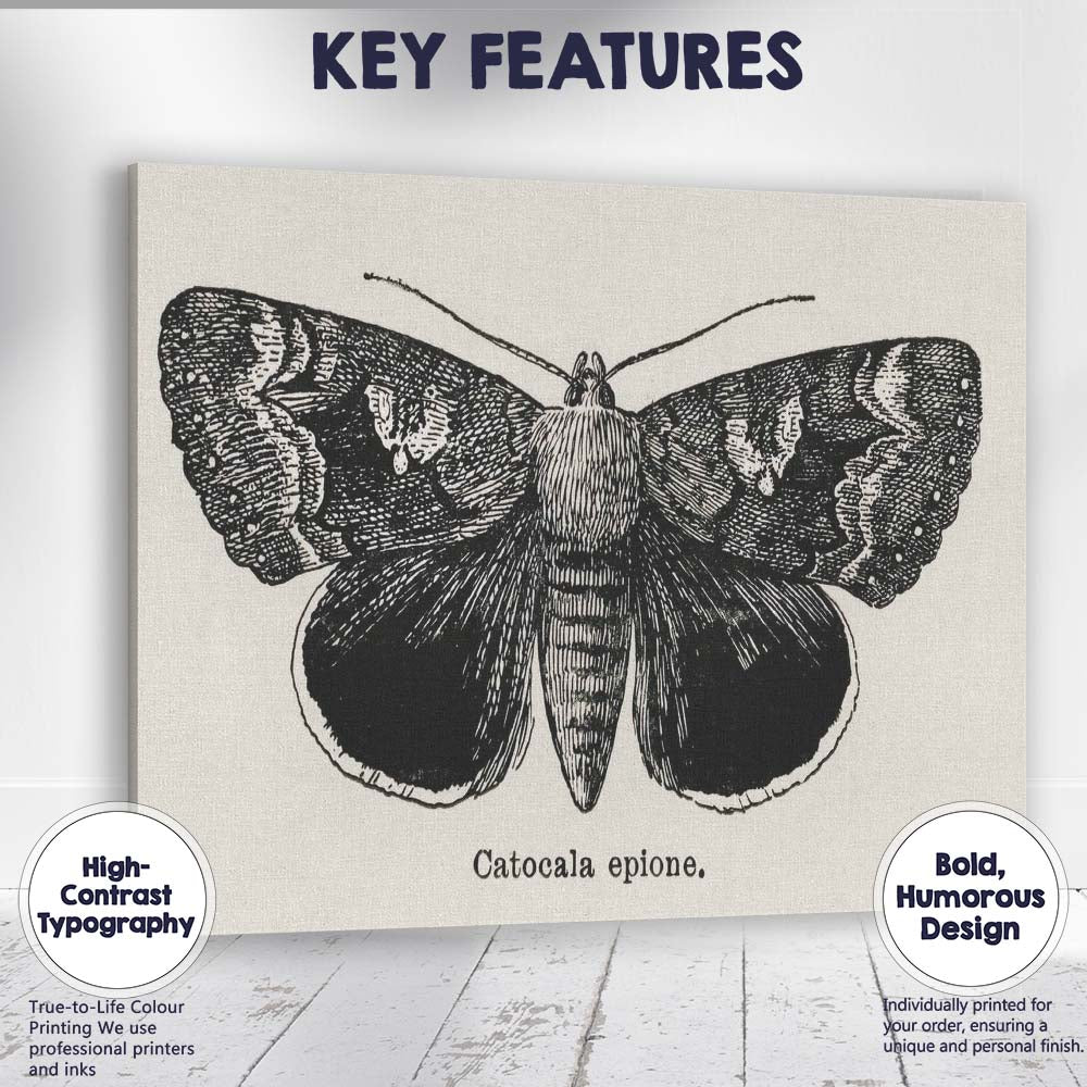 Antique Black and White Catocala Moth Engraving Illustration Canvas Wall Art Print Decor Picture Ready to Hang