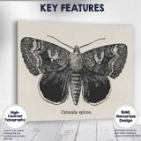 Antique Black and White Catocala Moth Engraving Illustration Canvas Wall Art Print Decor Picture Ready to Hang