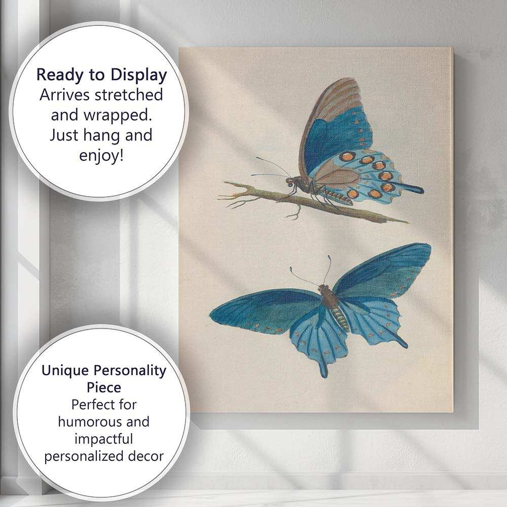 Blue Morpho Butterfly Antique Entomology Illustration Canvas Wall Art Print Decor Picture Ready to Hang