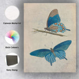 Blue Morpho Butterfly Antique Entomology Illustration Canvas Wall Art Print Decor Picture Ready to Hang