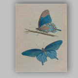 Blue Morpho Butterfly Antique Entomology Illustration Canvas Wall Art Print Decor Picture Ready to Hang
