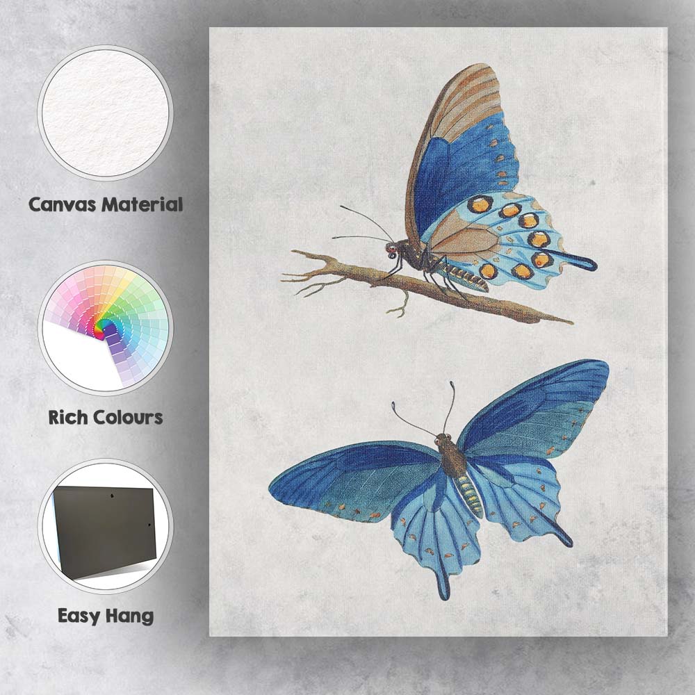 Elegant Blue Butterfly Natural History Scientific Artwork Canvas Wall Art Print Decor Picture Ready to Hang