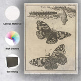 Antique Butterfly Life Cycle Entomology Engraving Artwork Canvas Wall Art Print Decor Picture Ready to Hang