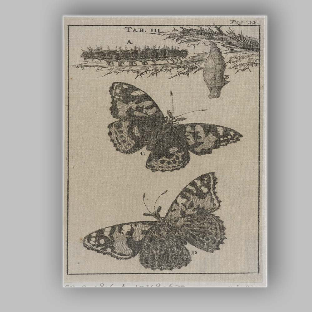 Antique Butterfly Life Cycle Entomology Engraving Artwork Canvas Wall Art Print Decor Picture Ready to Hang
