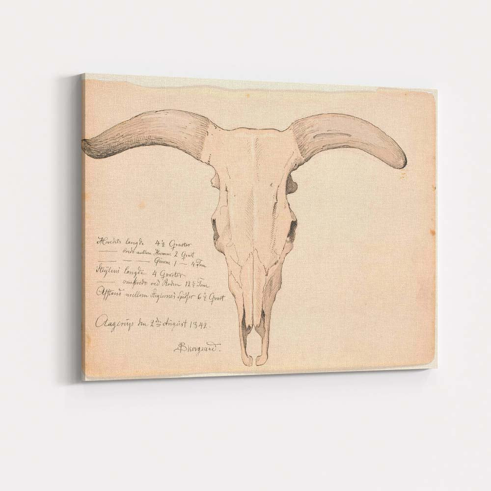Antique Longhorn Cattle Skull Scientific Drawing Canvas Wall Art Print Decor Picture Ready to Hang