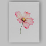 Pink Cosmos Blossom Botanical Watercolour Canvas Wall Art Print Decor Picture Ready to Hang