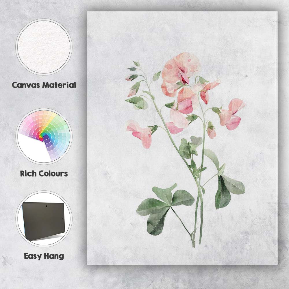 Delicate Pink Sweet Pea Botanical Watercolour Canvas Wall Art Print Decor Picture Ready to Hang
