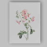 Delicate Pink Sweet Pea Botanical Watercolour Canvas Wall Art Print Decor Picture Ready to Hang