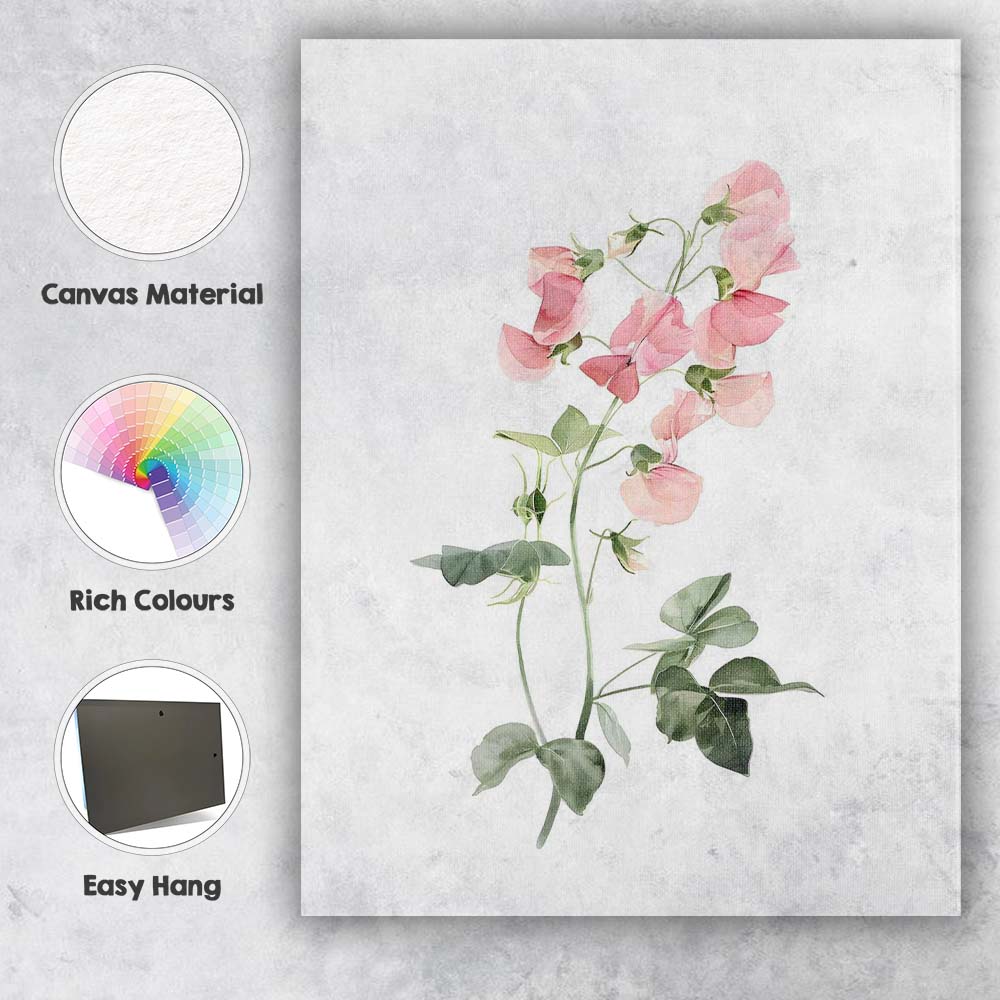 Pastel Pink Sweet Pea Botanical Watercolour Canvas Wall Art Print Decor Picture Ready to Hang