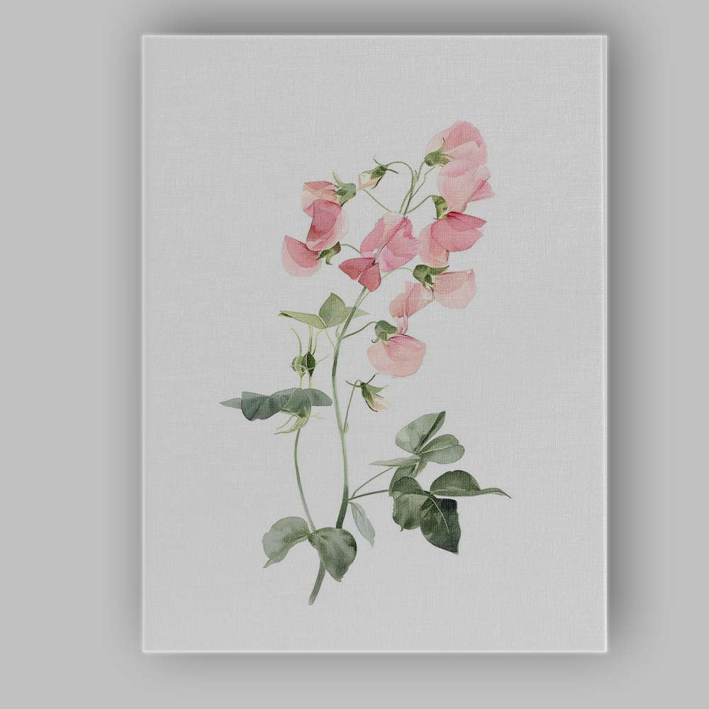 Pastel Pink Sweet Pea Botanical Watercolour Canvas Wall Art Print Decor Picture Ready to Hang