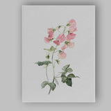 Pastel Pink Sweet Pea Botanical Watercolour Canvas Wall Art Print Decor Picture Ready to Hang