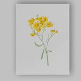 Golden Yellow Cosmos Wildflower Botanical Canvas Wall Art Print Decor Picture Ready to Hang