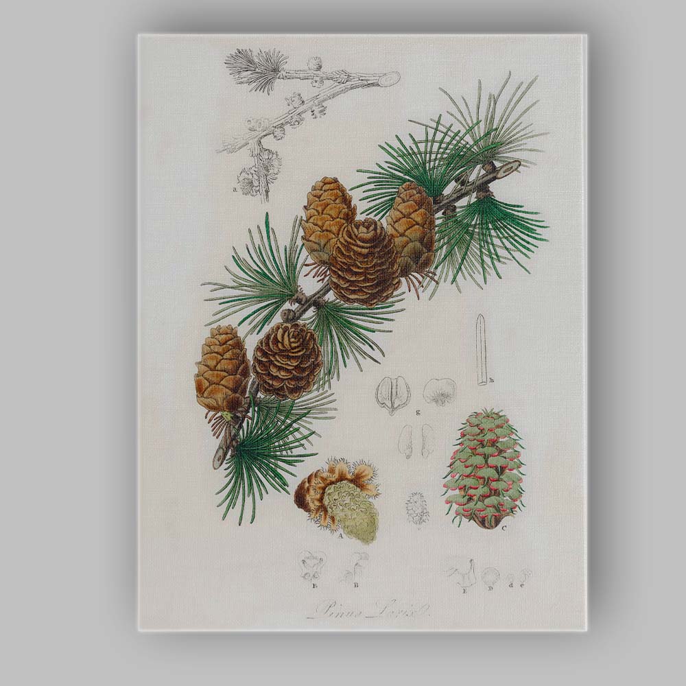 Antique Botanical Pine Cone And Evergreen Branch Illustration Canvas Wall Art Print Decor Picture Ready to Hang