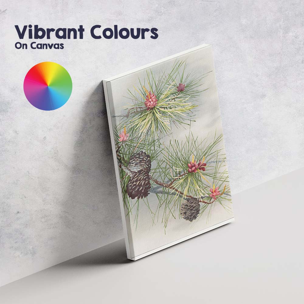Botanical Pine Needles And Cones Natural History Illustration Canvas Wall Art Print Decor Picture Ready to Hang