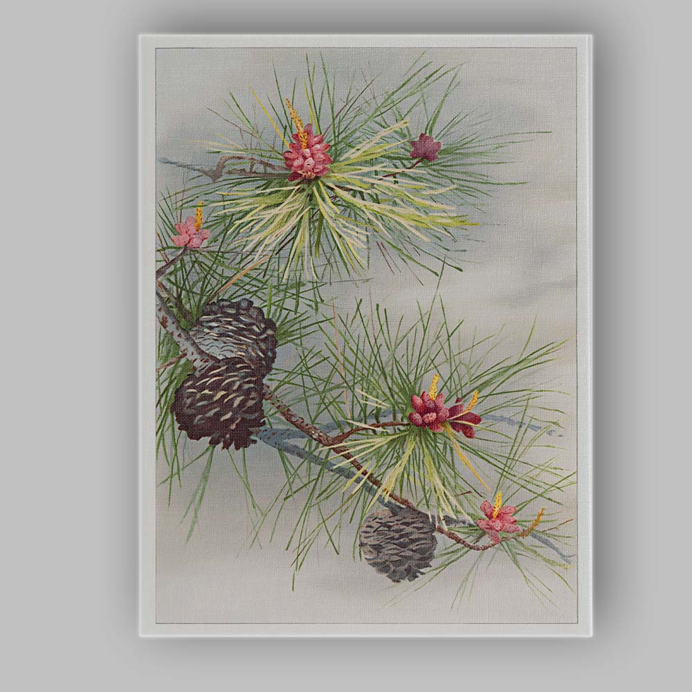 Botanical Pine Needles Cones Pink Blossoms Nature Illustration Canvas Wall Art Print Decor Picture Ready to Hang