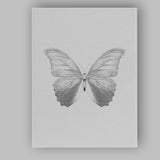 Elegant Monochrome Butterfly Detailed Nature Illustration Minimalist Canvas Wall Art Print Decor Picture Ready to Hang