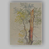 Detailed Woodland Tree Trunk Nature Study Watercolour Canvas Wall Art Print Decor Picture Ready to Hang