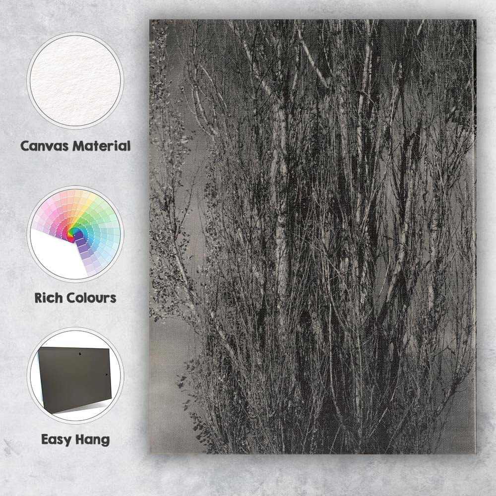 Black and White Bare Poplar Trees Woodland Nature Photography Canvas Wall Art Print Decor Picture Ready to Hang