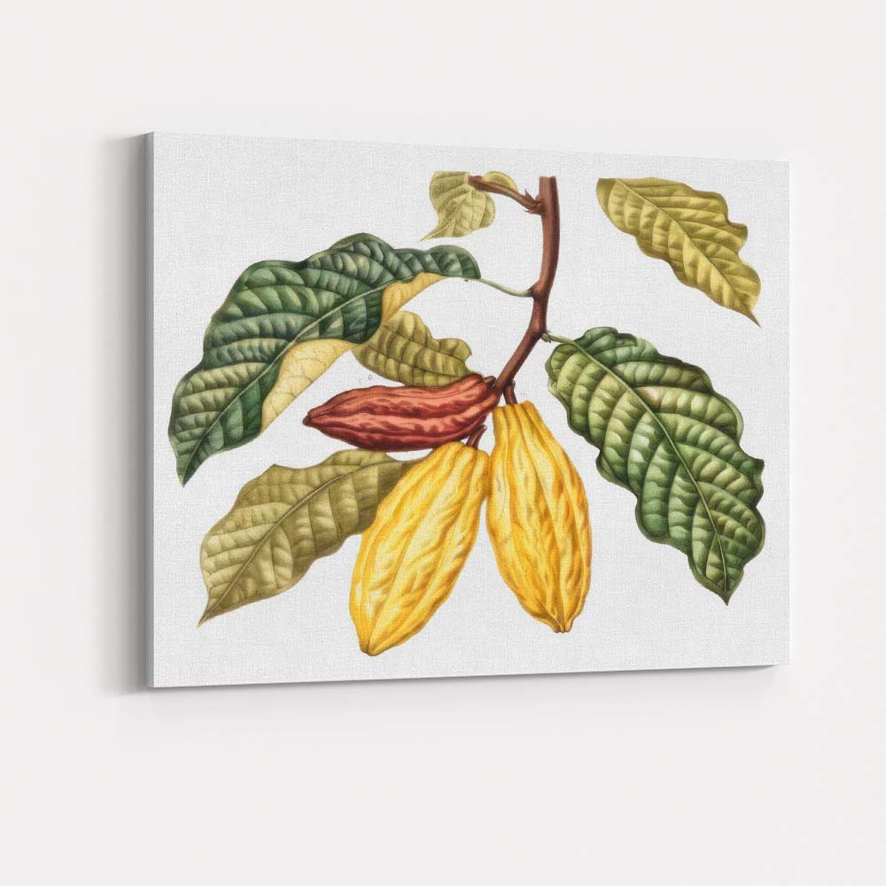 Cocoa Pod Branch Botanical Tropical Plant Illustration Canvas Wall Art Print Decor Picture Ready to Hang
