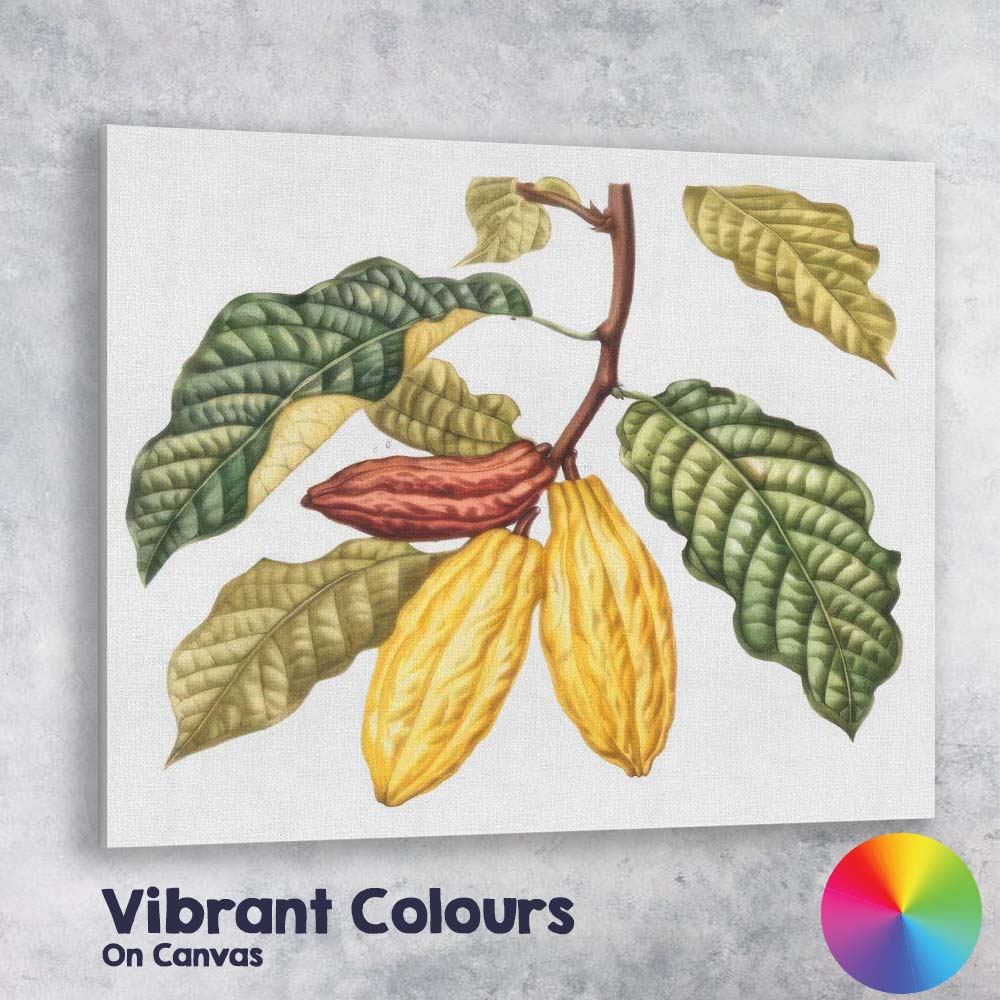 Cocoa Pod Branch Botanical Tropical Plant Illustration Canvas Wall Art Print Decor Picture Ready to Hang