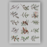 Winter Evergreen Pine Branch Collection Botanical Illustration Canvas Wall Art Print Decor Picture Ready to Hang