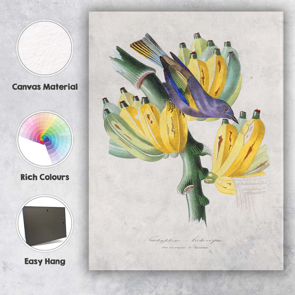 Antique Botanical Banana Plant And Tropical Bird Natural History Illustration Canvas Wall Art Print Decor Picture Ready to Hang