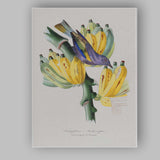 Antique Botanical Banana Plant And Tropical Bird Natural History Illustration Canvas Wall Art Print Decor Picture Ready to Hang