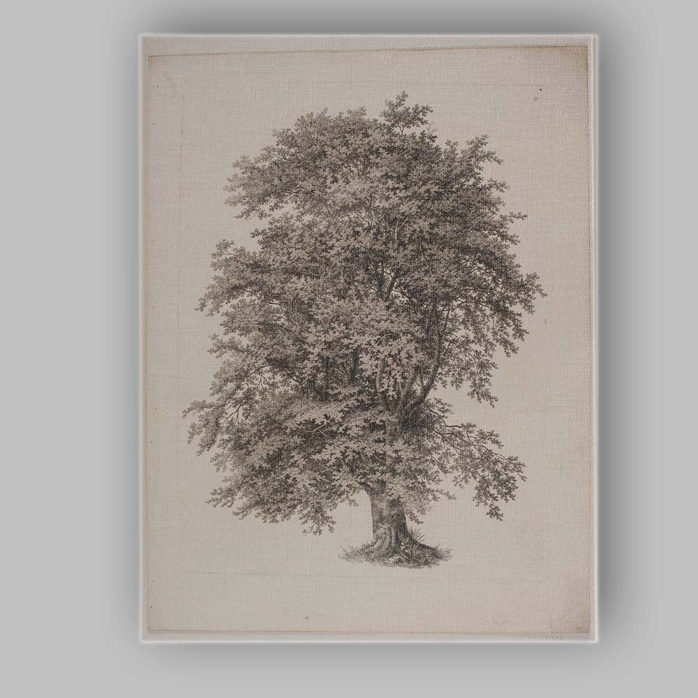 Antique Oak Tree Engraving Botanical Woodland Illustration Canvas Wall Art Print Decor Picture Ready to Hang