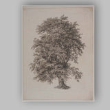 Antique Oak Tree Engraving Botanical Woodland Illustration Canvas Wall Art Print Decor Picture Ready to Hang