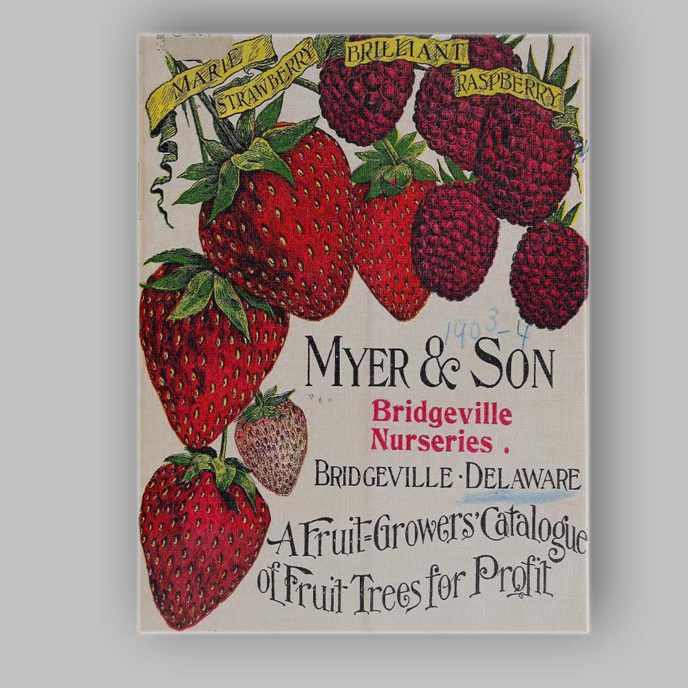 Antique Strawberry Raspberry Fruit Growers Botanical Catalogue Illustration Canvas Wall Art Print Decor Picture Ready to Hang