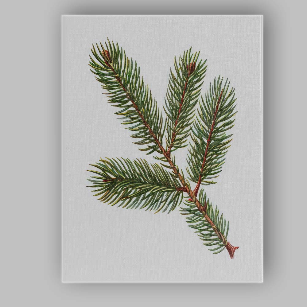 Evergreen Fir Branch Detailed Botanical Woodland Illustration Canvas Wall Art Print Decor Picture Ready to Hang