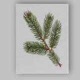 Evergreen Fir Branch Detailed Botanical Woodland Illustration Canvas Wall Art Print Decor Picture Ready to Hang