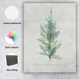 Botanical Juniper Branch Antique Natural History Illustration Canvas Wall Art Print Decor Picture Ready to Hang