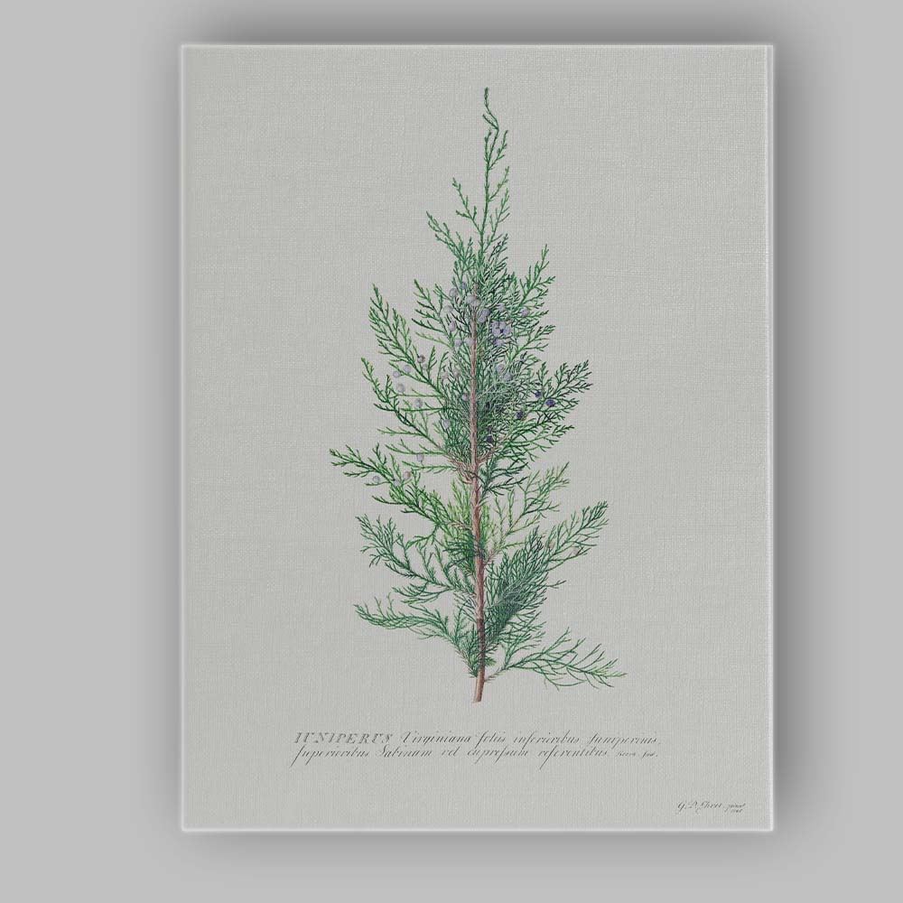 Botanical Juniper Branch Antique Natural History Illustration Canvas Wall Art Print Decor Picture Ready to Hang