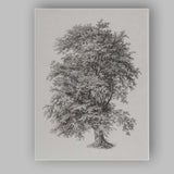 Detailed Botanical Oak Tree Illustration Monochrome Engraving Canvas Wall Art Print Decor Picture Ready to Hang