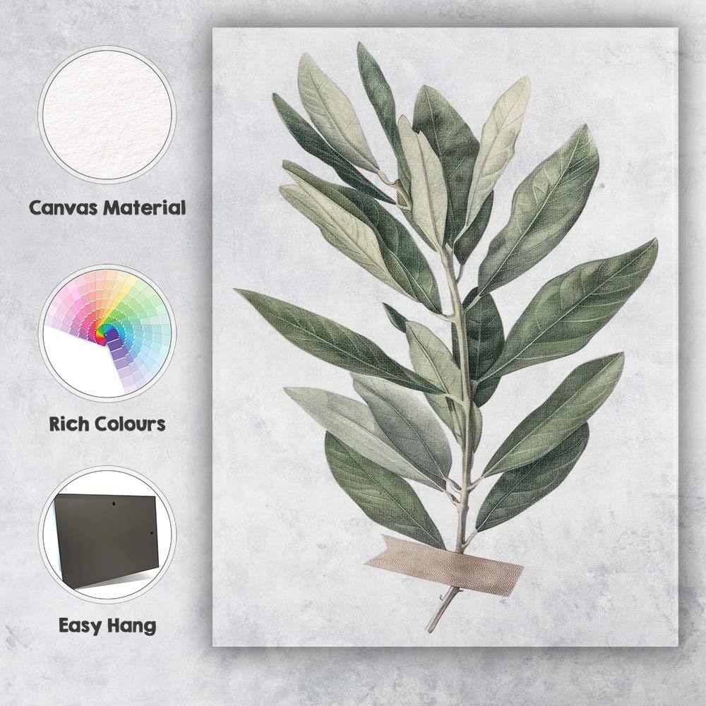 Elegant Green Olive Leaf Botanical Study Canvas Wall Art Print Decor Picture Ready to Hang